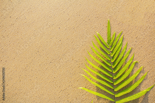 Green leaves ferns on the banana beach,Flat lay are texture Nature background creative tropical layout made at phuket Thailand