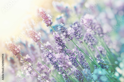 Lavender flower, beautiful lavender flower in flower garden, selective and soft focus on lavender flower