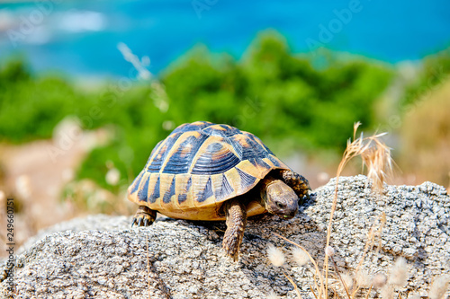 Eastern box turtle on rock
