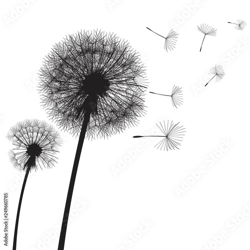 Vector illustration dandelion time. Two dandelions blowing in the wind. The wind inflates a dandelion