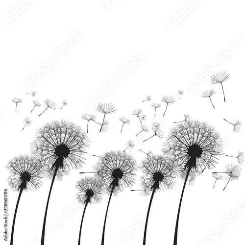 Fototapeta Naklejka Na Ścianę i Meble -  Vector illustration dandelion time. Two dandelions blowing in the wind. The wind inflates a dandelion