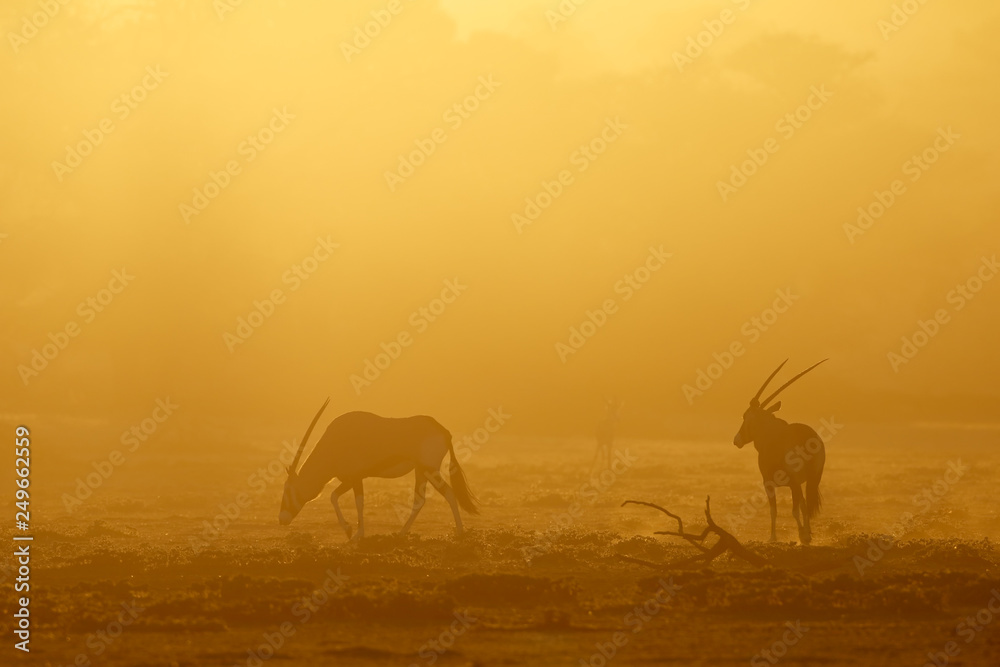 Gemsbok antelopes (Oryx gazella) in dust at sunrise, Kalahari desert, South Africa. Gemsbok antelopes (Oryx gazella) in dust at sunrise, Kalahari desert, South Africa.