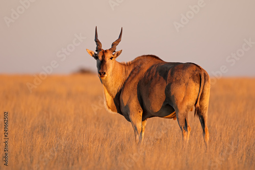 Foto Male eland antelope (Tragelaphus oryx) in late afternoon light, Mokala National Park, South Africa