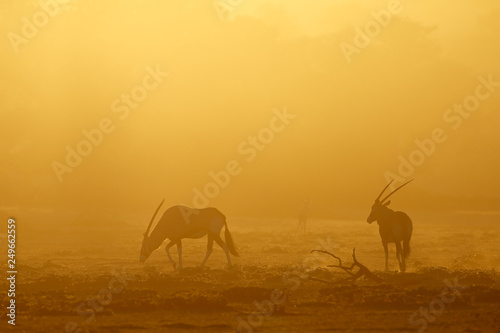 Gemsbok antelopes  Oryx gazella  in dust at sunrise  Kalahari desert  South Africa.