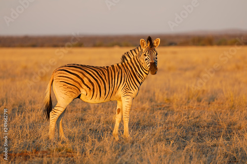 Plains zebra (Equus burchelli) in late afternoon light, Mokala National Park, South Africa.