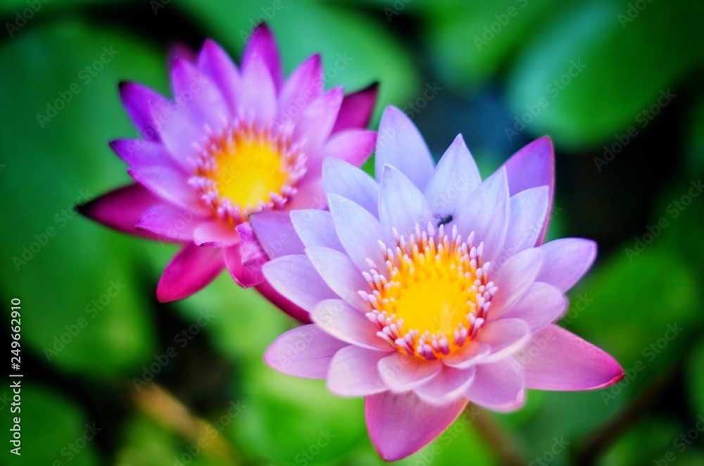 lotus lotus