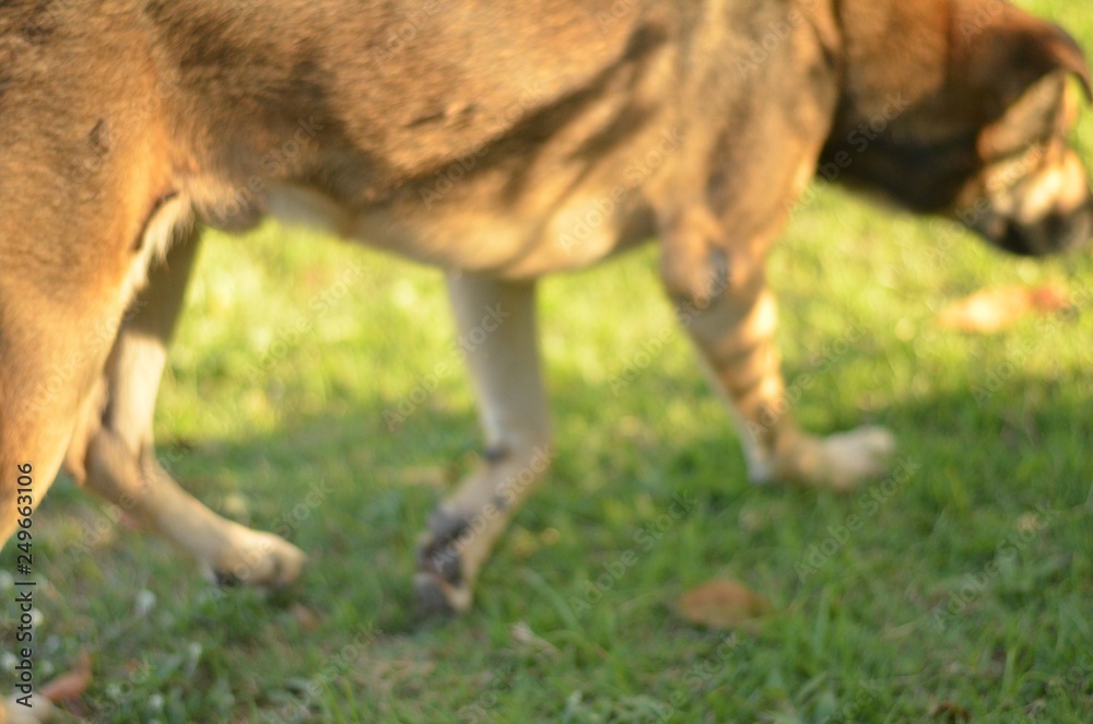 Fototapeta premium One dog at the front of the house