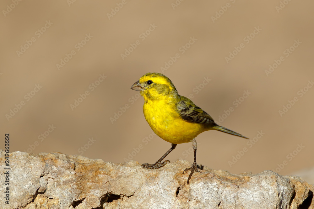 Yellow canary (Serinus mozambicus) perched on a rock, Kalahari desert, South Africa.