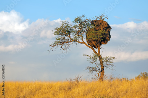 African thorn-tree with communal nest of sociable weavers (Philetairus socius), Kalahari, South Africa. photo