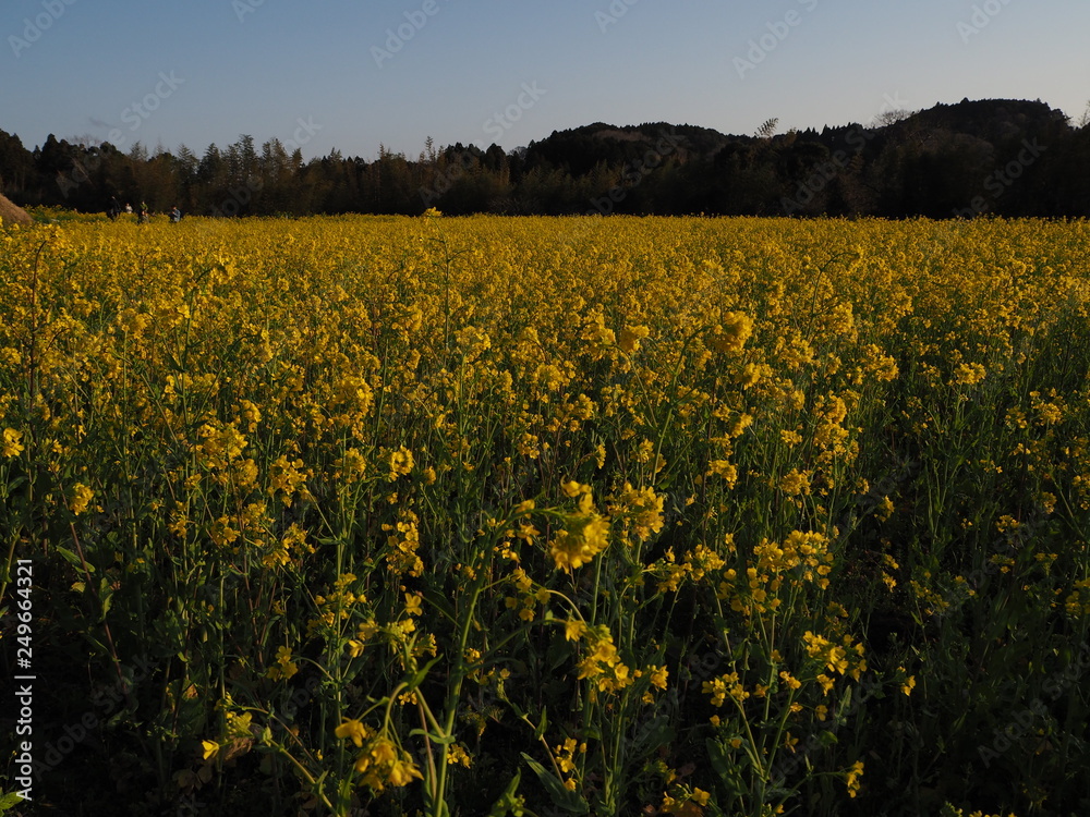 Obraz premium 菜の花畑にて