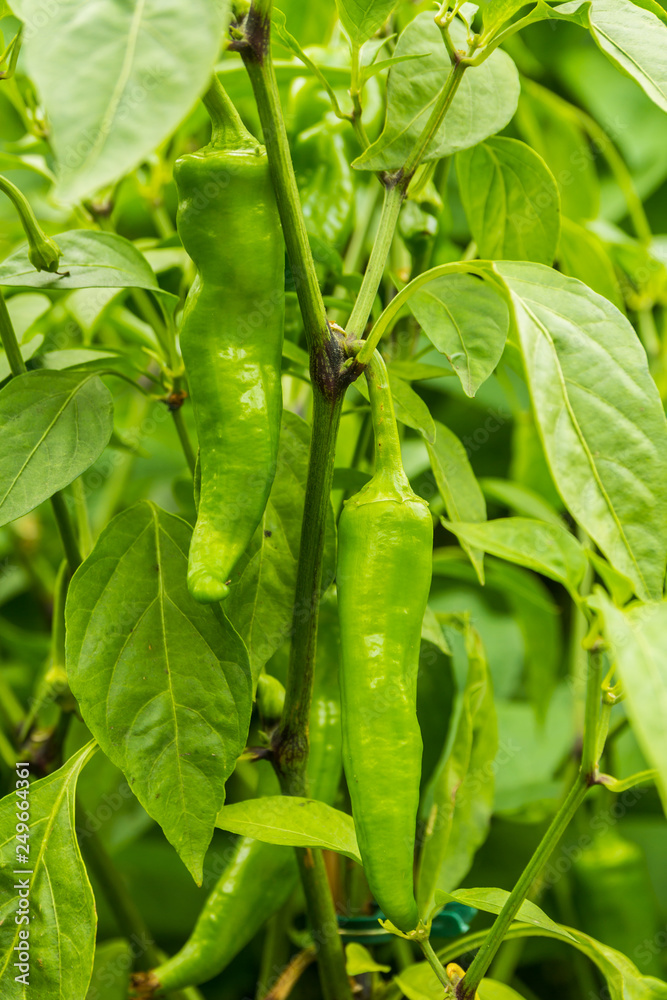 closeup green chilli, chile, chilli, peppers, growing in lush green garden closeup green chilli, chile, chilli, peppers, growing in lush green garden