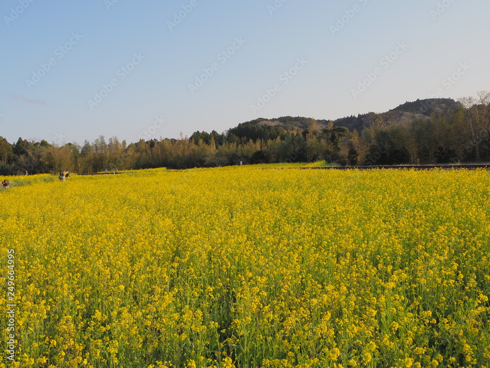 一面に咲く菜の花