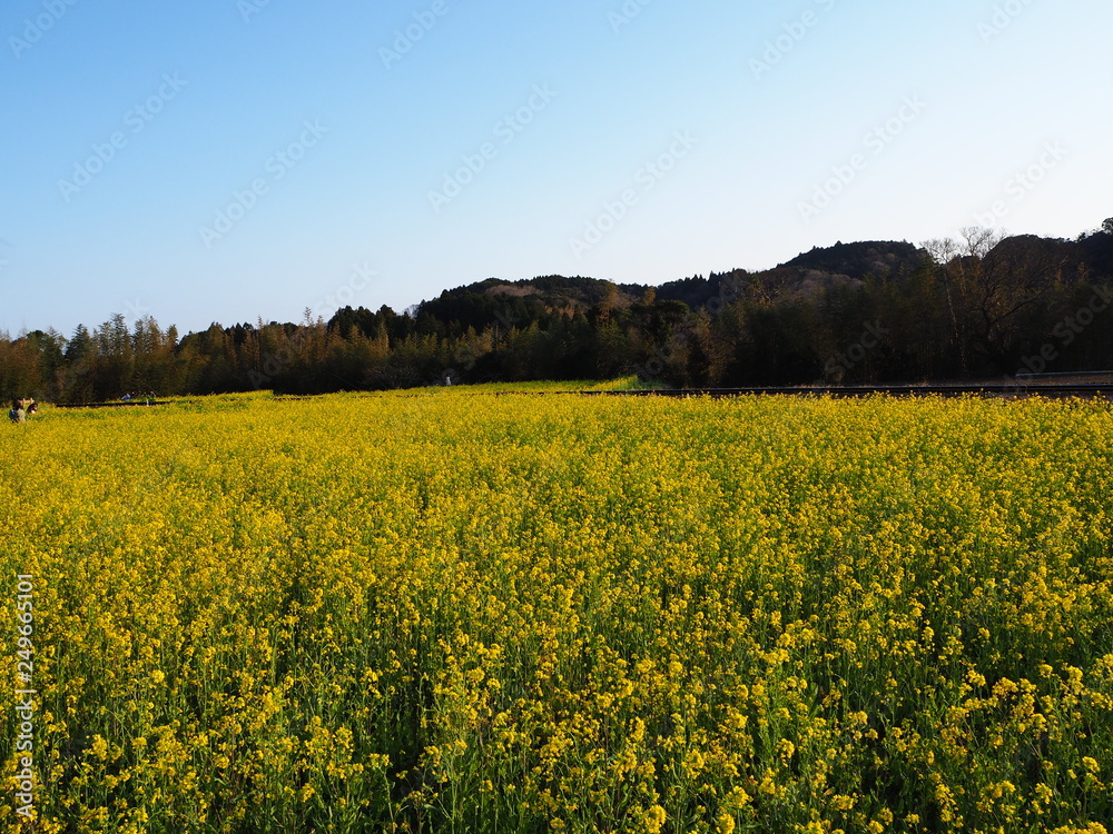 Obraz premium 広大な菜の花