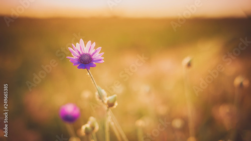 A colorful cosmos flowers with warm light in the morning  pink flowers with sunrise