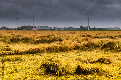 Battered wheat Fields in Friesland photo