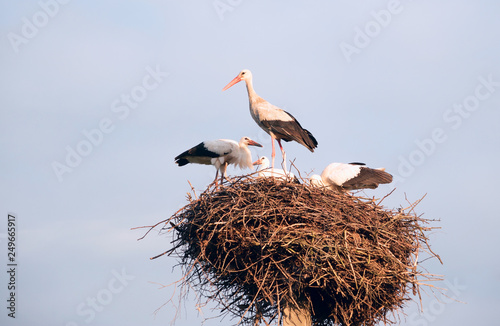 A family of storks in their nest, sitting high on a pole.