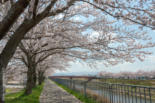 Full blooming of Cherry blossoms in Japan