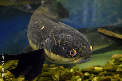 Aquarium fish Snakehead