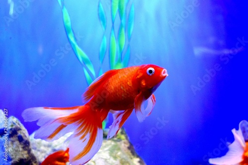 Slika na platnu The goldfish (Carassius auratus) is a freshwater fish in the family Cyprinidae of order Cypriniformes