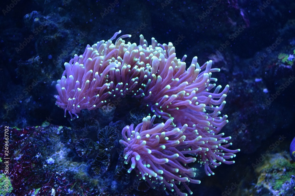 Corals are marine invertebrates within the class Anthozoa of the phylum  Cnidaria. They typically live in compact colonies of many identical  individual polyps Stock Photo | Adobe Stock