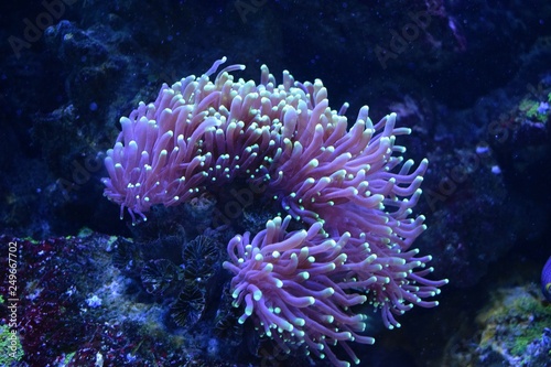 Corals are marine invertebrates within the class Anthozoa of the phylum Cnidaria. They typically live in compact colonies of many identical individual polyps © Taisiia