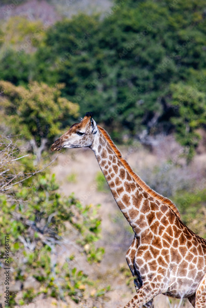 Giraffe in the Kruger National Park, South Africa Giraffe in the Kruger National Park, South Africa