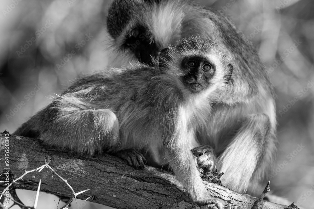 Vervet monkey (Chlorocebus pygerythrus) in Kruger National Park, South Africa Vervet monkey (Chlorocebus pygerythrus) in Kruger National Park, South Africa