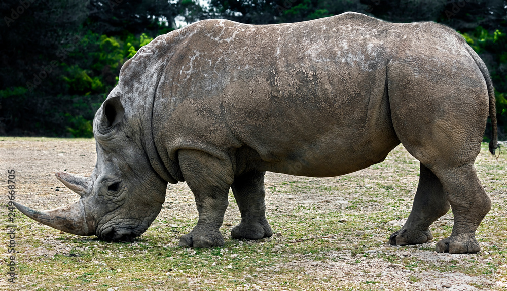 African rhinoceros. Latin name - Diceros bicornis African rhinoceros. Latin name - Diceros bicornis