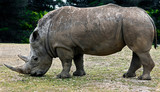 African rhinoceros. Latin name - Diceros bicornis	