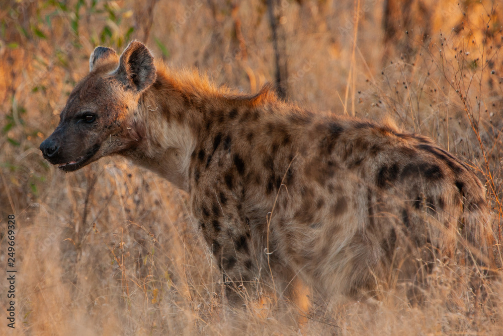 Spotted Hyena in the Kruger National Park, South Africa Spotted Hyena in the Kruger National Park, South Africa