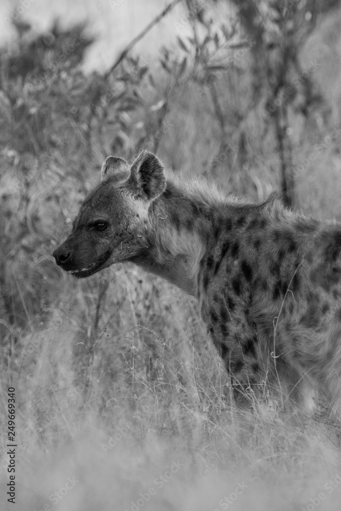 Spotted Hyena in the Kruger National Park, South Africa Spotted Hyena in the Kruger National Park, South Africa