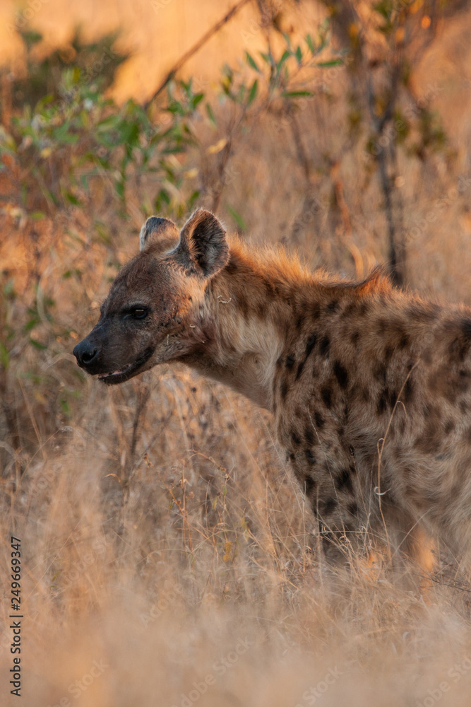 Spotted Hyena in the Kruger National Park, South Africa Spotted Hyena in the Kruger National Park, South Africa