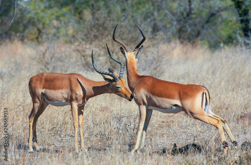 Impala Antelopes in the Kruger National Park  South Africa