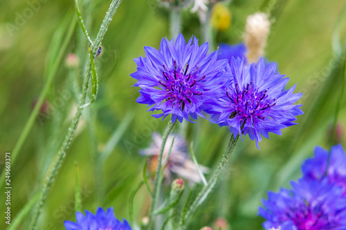 Cornflower  Centaurea cyanus 