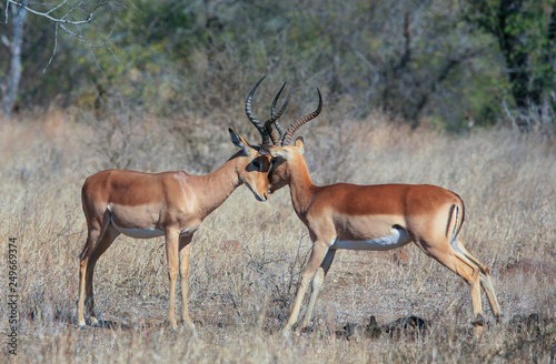 Impala Antelopes in the Kruger National Park  South Africa