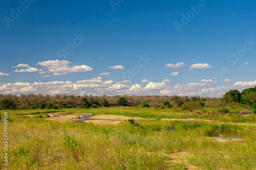 African landscape in the Kruger National Park  South Africa