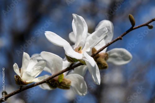 Flower of white magnolia fully opened  soft focus with blurred background