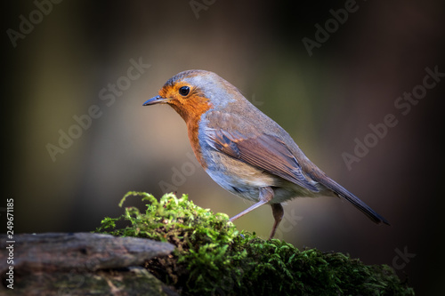 Robin (Erithacus rubecula) © chris2766