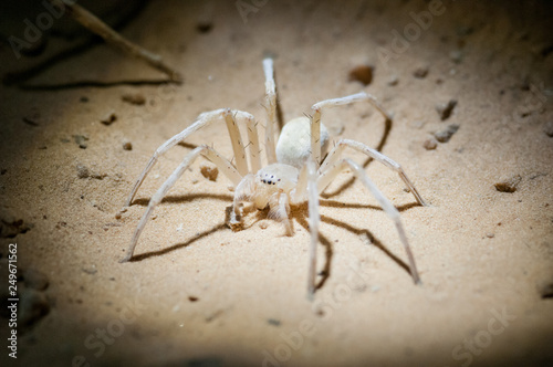 Desert spider from Tunisia (Cebrennus villosus) photo