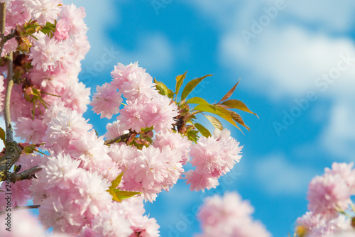 Flower of a cherry tree in spring
