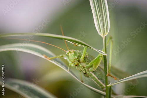 Closeup of grasshopper on leaf