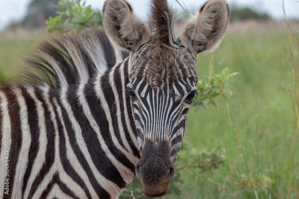Fototapeta premium Baby plains zebra