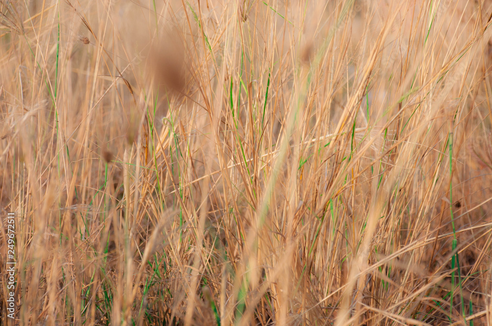 The brawn small grass flower with there are a lot of brawn small grass flower in background The brawn small grass flower with there are a lot of brawn small grass flower in background