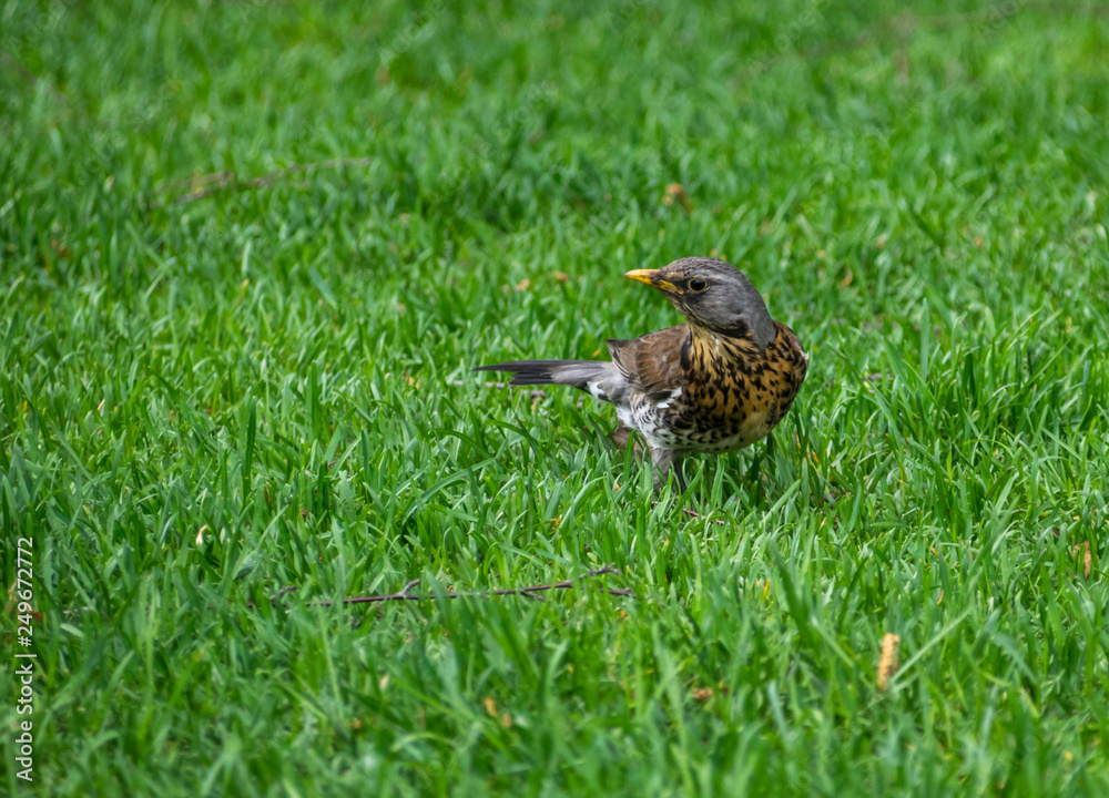 Fototapeta premium Sharp-sighted in the grass