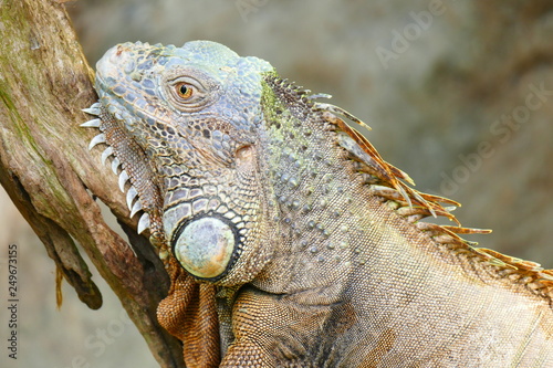 delightful beauty lizard on the background of wildlife