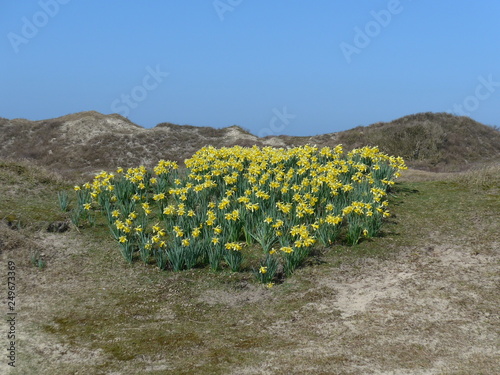 Blumenlandschaft
