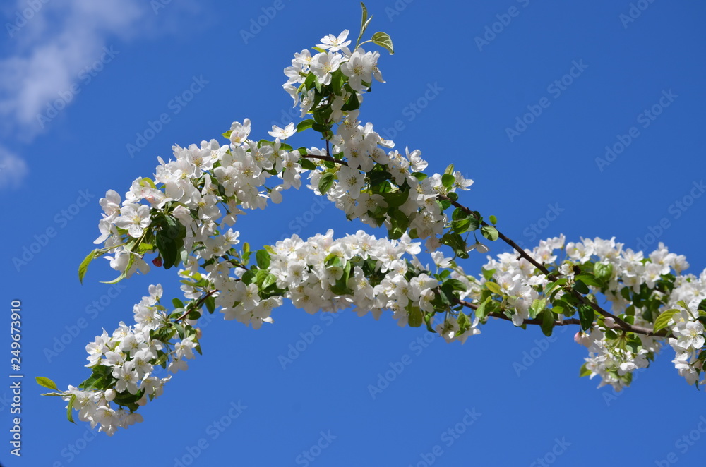 Branch of white apple tree flowers with blue sky in the background, spring flowers, close up