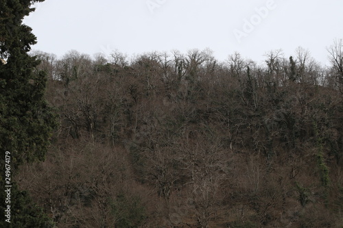 Bare forest in winter