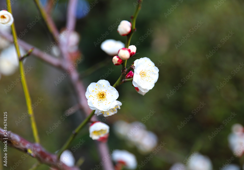 日本の春 八重梅の花 白梅 Stock Photo Adobe Stock
