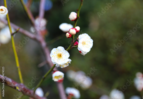 日本の春 八重梅の花 白梅 Stock Photo Adobe Stock 日本の春 八重梅の花 白梅 Stock Photo Adobe Stock